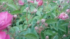 Зацветают мускусные гибриды.Роза Сибелиус.