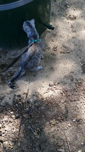 VID_20250716_111655.mp4 смотреть онлайн