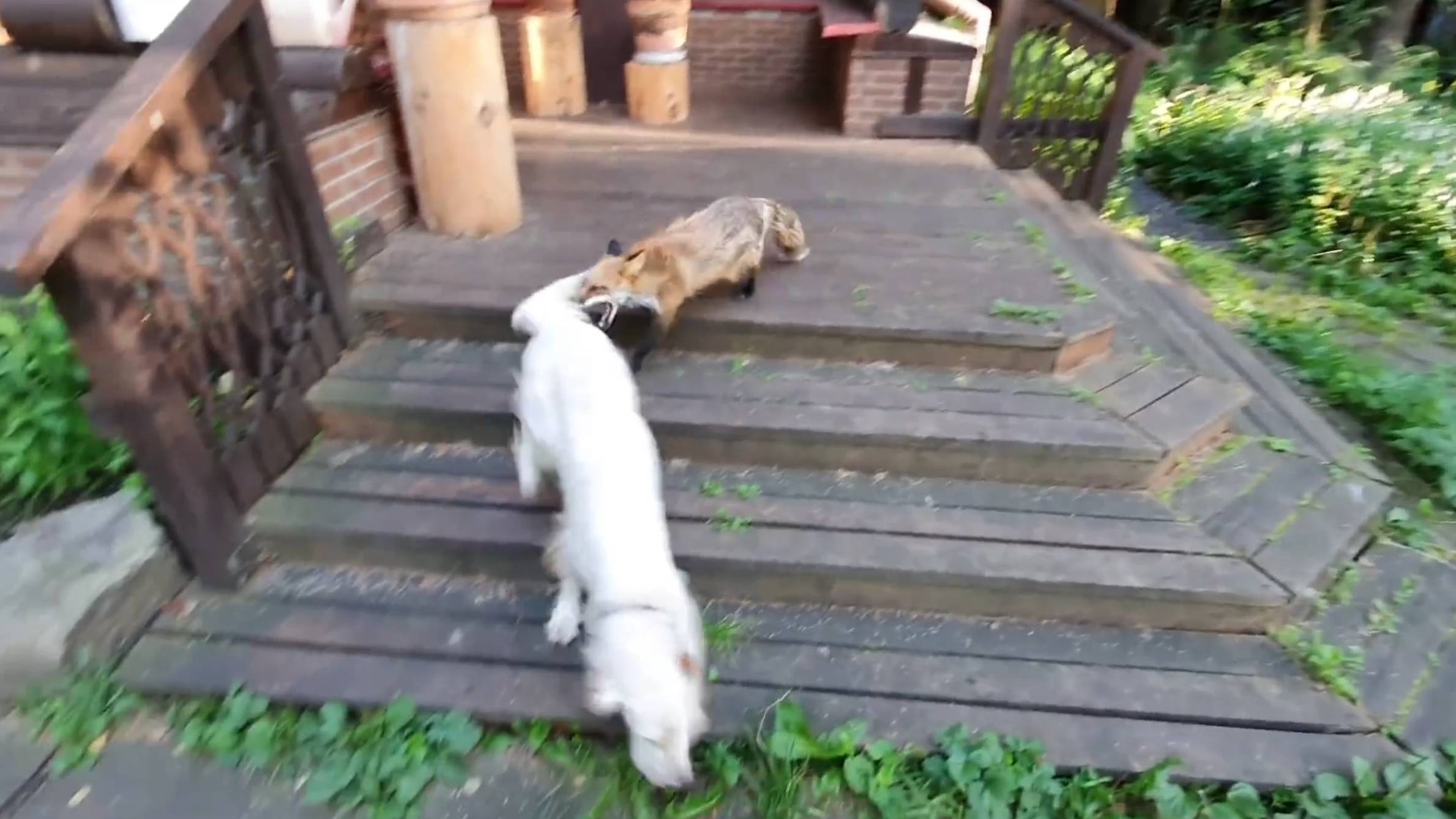 Лиса Алиса. Набеги лисы на собак. Лиса выпнула телефон из рук смотреть онлайн