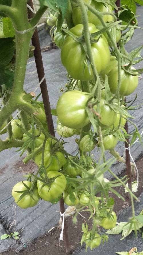 ТОМАТ МОНТЕ РОЗА ( ИСПАНИЯ ) смотреть онлайн