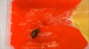 ❄ Как подготовить семена к стратификации