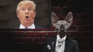 Какие такие таблетки? / Кот Костян