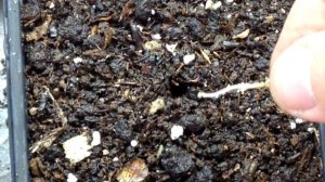 ❄ Туя восточная выращивание из семян. Стратификация. Посев. Всходы.