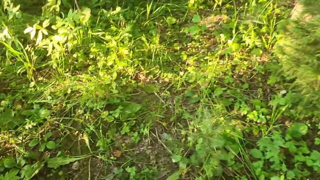 По грибы 2025! Вечерние подосиновики!