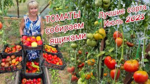 ТОМАТЫ собираем ящиками Не смотря на аномальное лето.МОИ ЛУЧШИЕ СОРТА