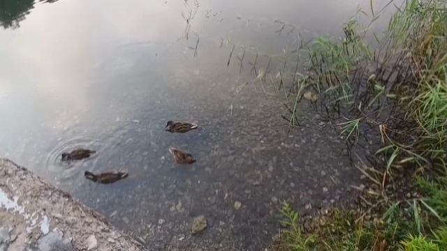 Утки в парке Динамо г. Хабаровск