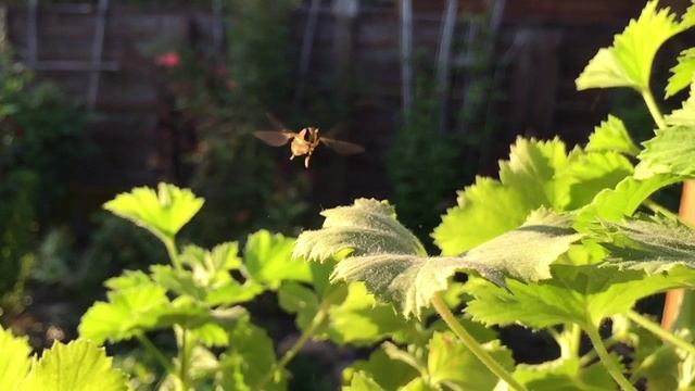 Syrphidae смотреть онлайн