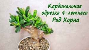 Кардинальная обрезка крассулы Рэд Хорн