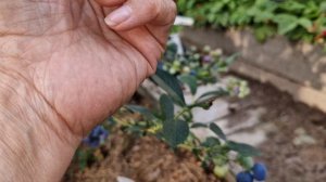 Урожай голубики на сорте Река ,соотношение кол-ва ягод и ветвей в кусте.