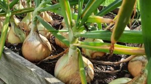 Благоприятные даты уборки лука по лунному календарю в 2025 году. Как понять, что лук созрел