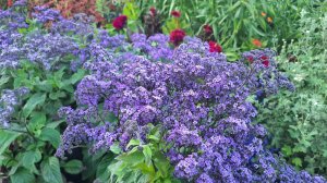 Гелиотроп – изысканный красавец с ароматом ванили