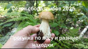 Сезон сбора грибов 2025 июль. ( Прогулка по лесу и интересные находки)