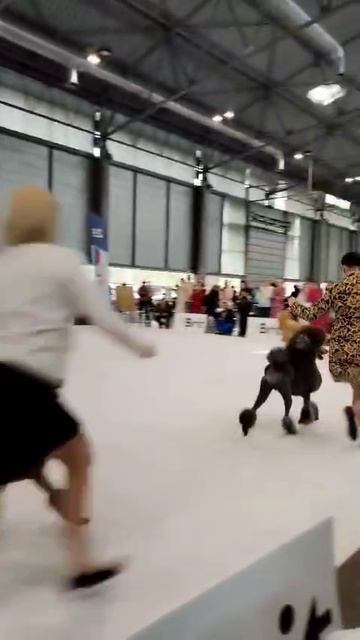 European Dog Show 2025. ATAMI MARSHAL- юный ЧЕМПИОН ЕВРОПЫ-2025г!