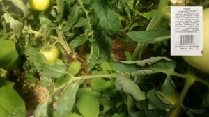 Обзор сортов томатов "Ямал", "Штамбовый", "Дубок" при выращивании в теплице.