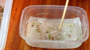 Проверяю семена моркови на всхожесть перед посевом