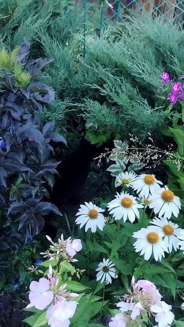 Белла и цветы😹 смотреть онлайн