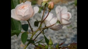 Роза Desdemona Дездемона Austin Великобритания, 2015