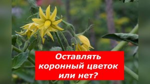 Махровый цветок у томата: что делать?