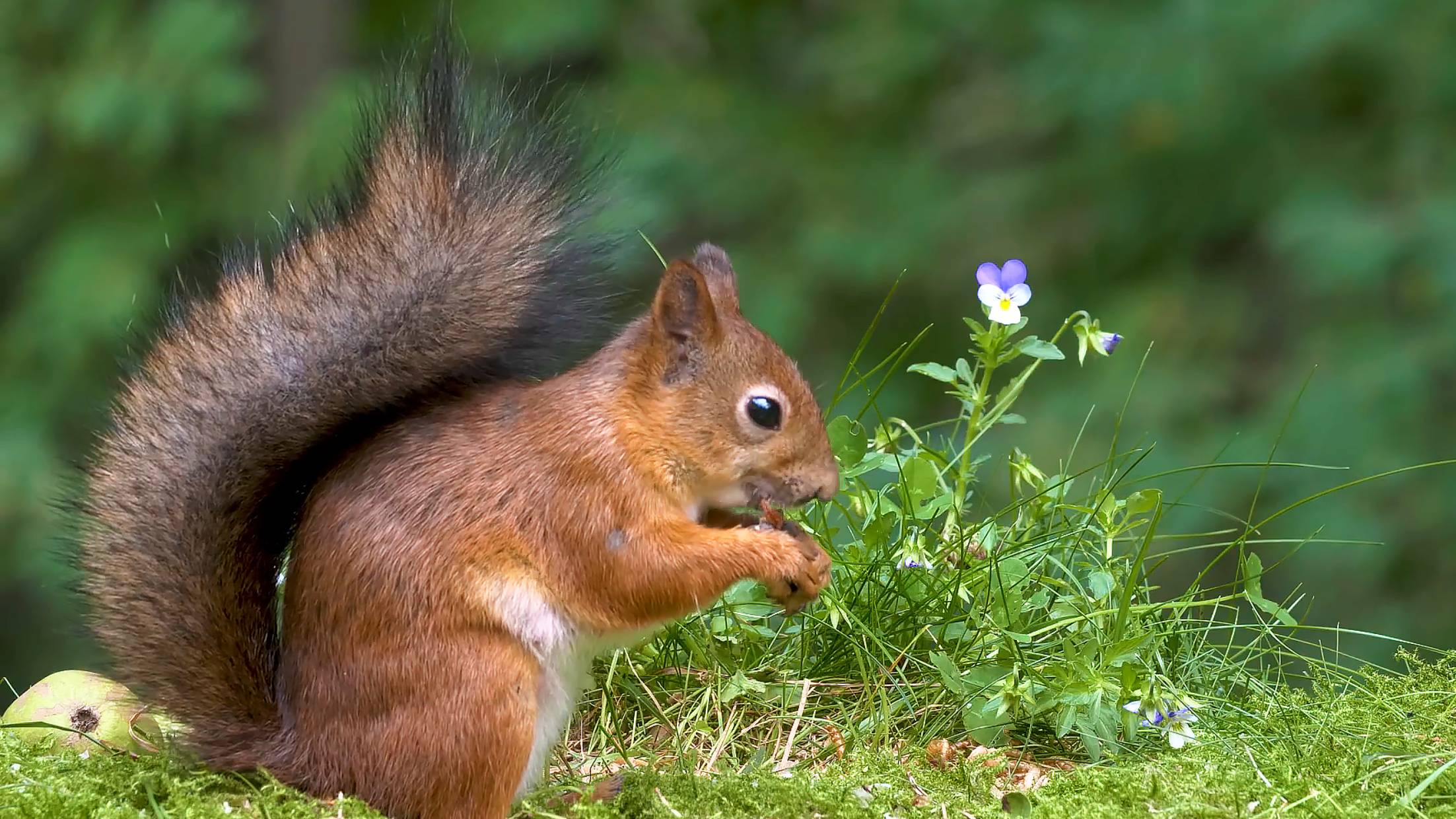 Звуки леса для крепкого сна