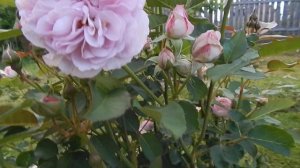 Прогулка по саду.Роза Флоренс Делатрэ и другие. 2019.