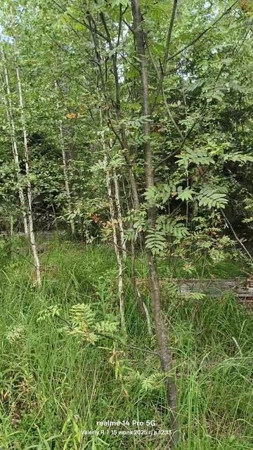 Подмосковный лес. Молодые берёзы, взрослые сосны и ель 15.07.2025 смотреть онлайн