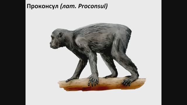 Станислав Дробышевский - Обезьяноподобные предки человека (27 июля 2025)