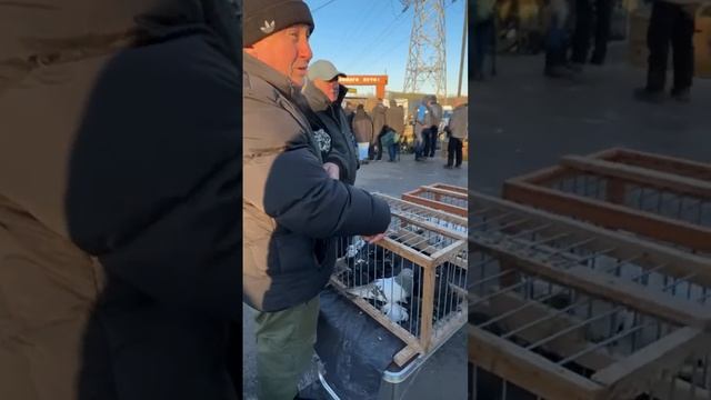 лечение, содержание и разведение голубей. в прямом эфире! смотреть онлайн