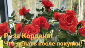 Роза Кордана!Что делать после покупки, чтобы выжила!