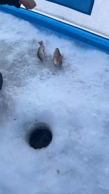 Дубасим окуней #рыбалка #fishing смотреть онлайн