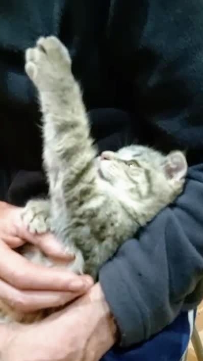 Да мне бы, не спать! Мне бы, пожрать!🤣😻 Юмор с животными смотреть онлайн