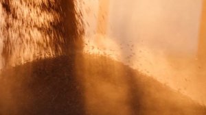 Правила подготовки зерна на корм для животных