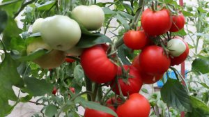 Убираем первый большой урожай томатов.