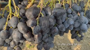 Виноград Ромбик  29.07.25 год. Новороссийск.