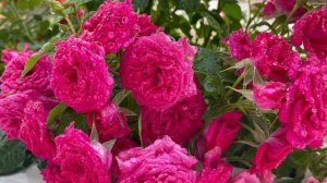 «Роза цикламен.Красавица!» 💖🩷💖
#розы #цикламеновые