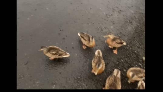 Утиные истории в поселке Садовый