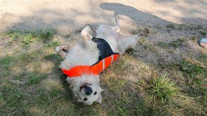 Нортон на сапе