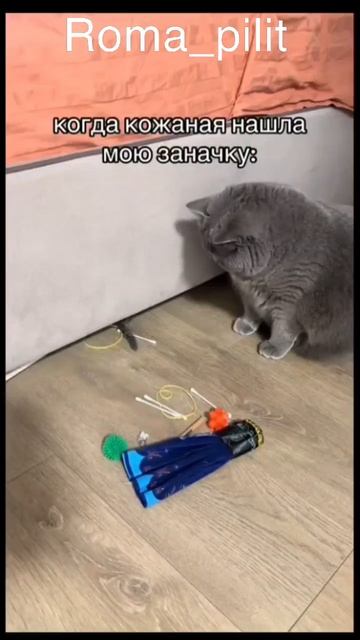 Заначка #кот #кожаные смотреть онлайн