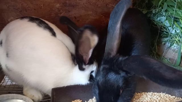 Девчата с характером. 🐇 смотреть онлайн