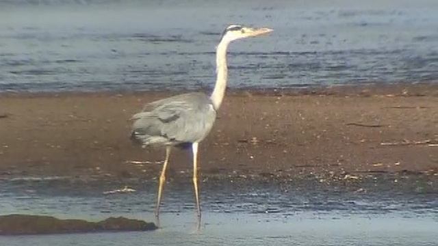 Снимаем птиц (остров Кунашир)