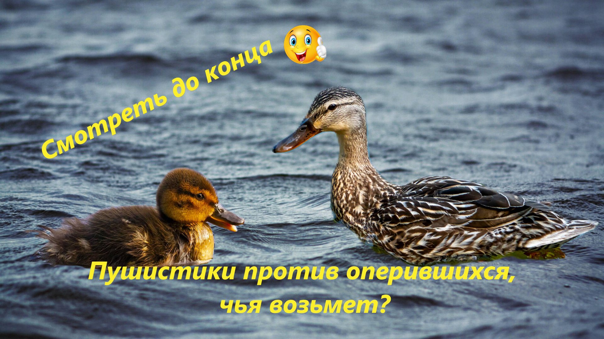 Дикие утята разного возраста делят территорию! смотреть онлайн