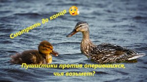 Дикие утята разного возраста делят территорию!
