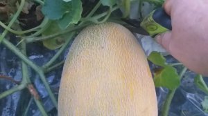 Дыня Дакаро в Нижегородской области созрели на 60 день от посадки