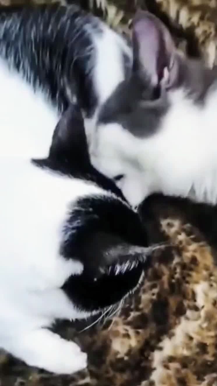 Мои предпочтения!😁😻 Юмор с животными смотреть онлайн