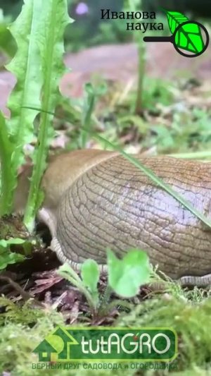 КАК ИЗБАВИТЬСЯ ОТ СЛИЗНЕЙ НА УЧАСТКЕ. Испанский слизень опасен! Паразиты передаются через слизней!