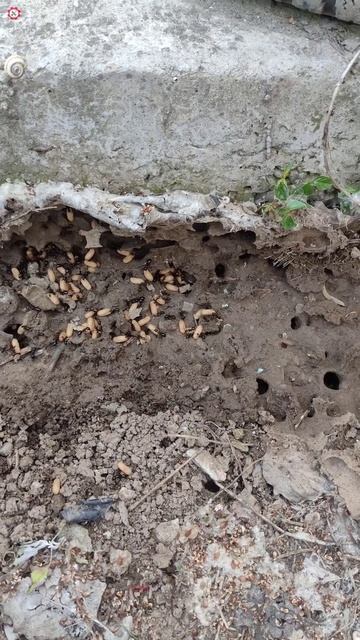 Чем занимаются муравьи в муравейнике. смотреть онлайн