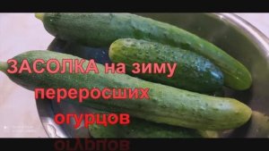 Два способа засолки переросших огурцов на зиму!