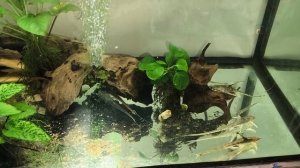 Сомики Стурисома Панамская