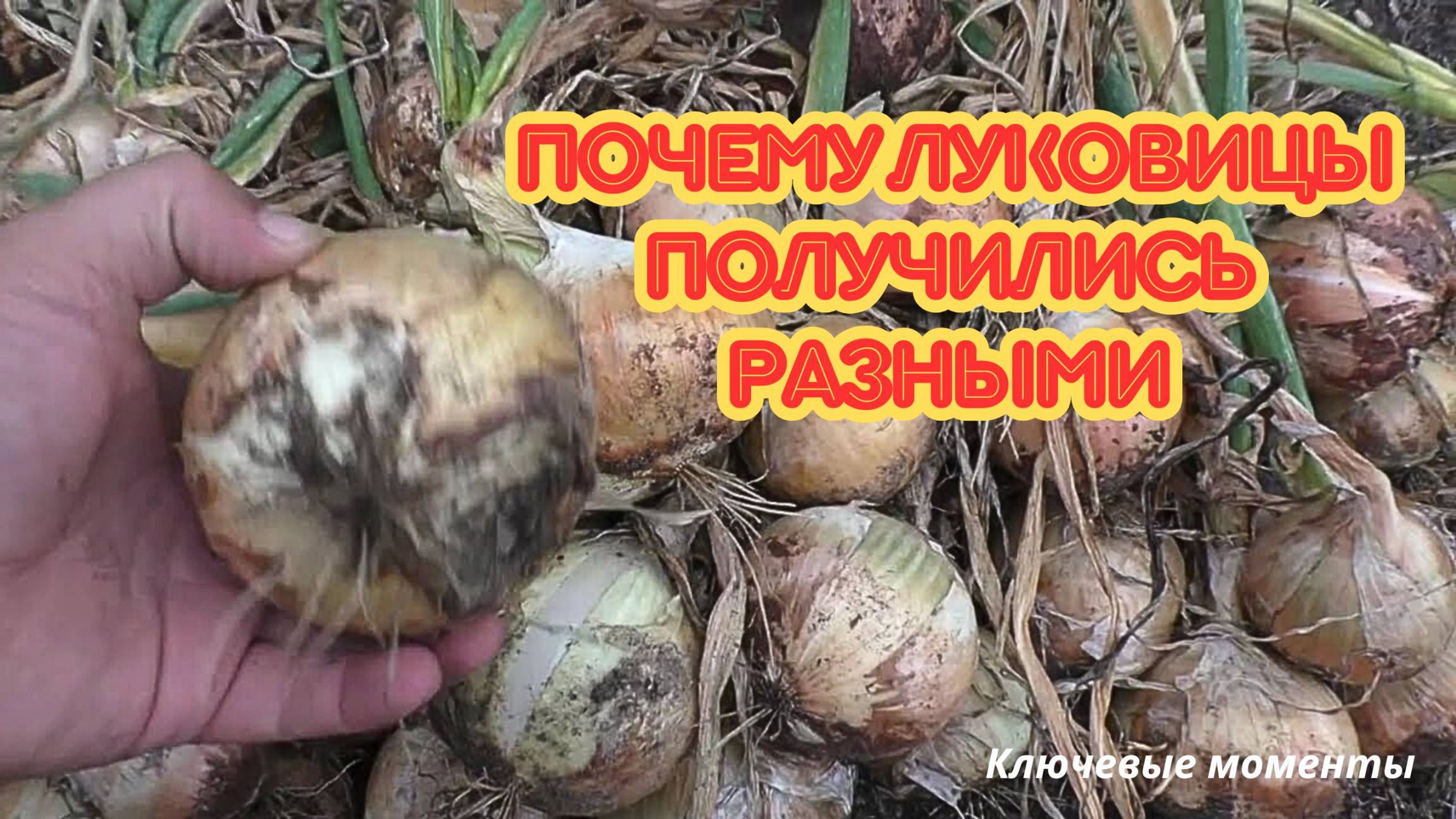 Всё сделал правильно — а лук вырос неровно! Что не так с грядкой? смотреть онлайн