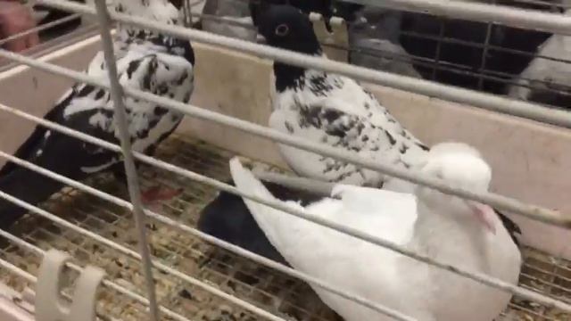 Обзор ярмарки голубей в Новосибирске 23 марта 2019 смотреть онлайн