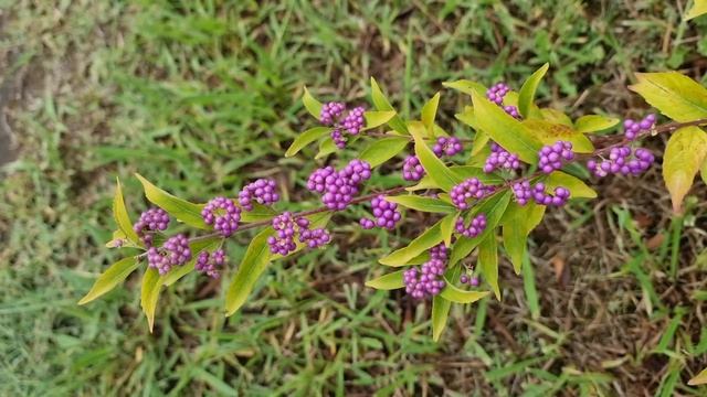 не рвите цветы смотреть онлайн